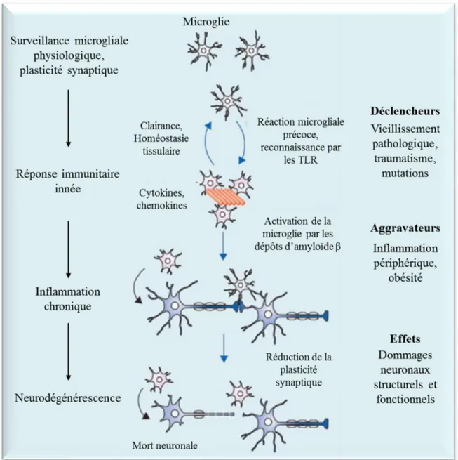 Figure 5 : Mécanismes de l’activation microgliale associée aux plaques amyloïdes  (d’après Heneka et al., 2015)