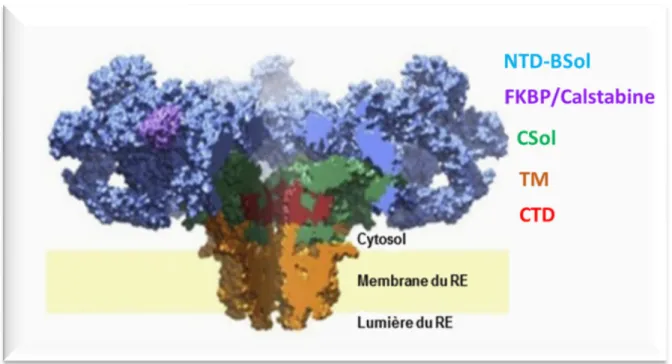 Figure  7  : Structure 3D  du Récepteur de la Ryanodine (d’après  Clarke and  Hendrickson, 2016) 