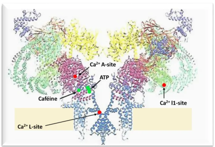 Figure 9: Structure du RyR montrant les sites de régulation principaux du canal  (adaptée de Laver, 2018) 