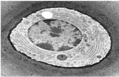 Figure 4 : Photographie d’un chondrocyte en microscopie électronique. 