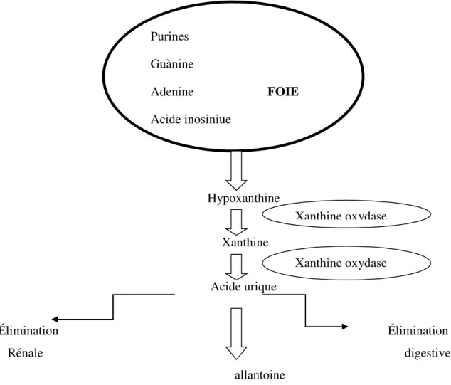 Figure 11 : Schéma de synthèse et d’élimination de l’acide urique. 