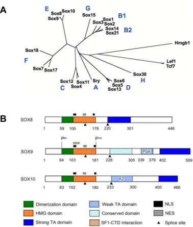 Figure 4. SOX family organization and E group structure. A – Unrooted phylogenetic tree of the high-mobility group (HMG) domains in mice