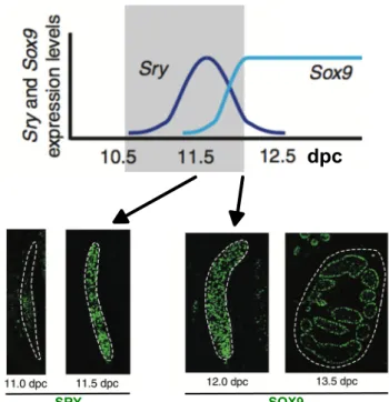 Figure 8. Expression of SRY and SOX9 during sex determination in mice.