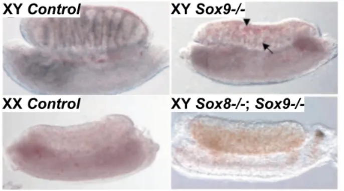 Figure 9. Sex reversal in XY Sox9 versus XY Sox8 Sox9 mutant fetuses. At E13.5, gonads in some XY Sox9 fl/fl ; Sf1:Cre Tg/+ (labeled as Sox9 -/- ) fetuses develop a coelomic vessel (arrowhead) and testis cords (arrow) that are irregular