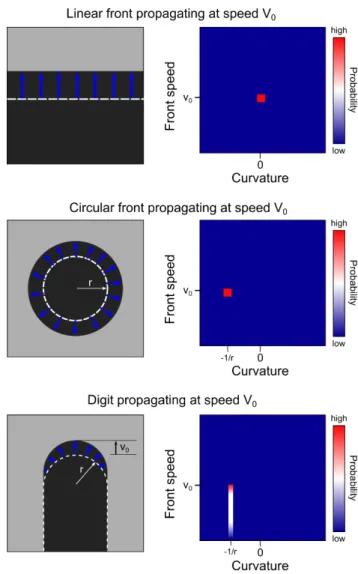 Figure 1: Projected 3D histograms expected of P (s|κ k ) for three different simple configurations: propagation of a linear front, of a circular hole, or of a finger with circular tip.