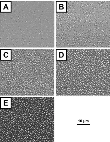 Figure 2: Snapshots of a 40 nm silver layer dewetting in vacuum at 350 ◦ C. The delay of acquisition after picture A is respectively 39, 89, 142 and 440 s.