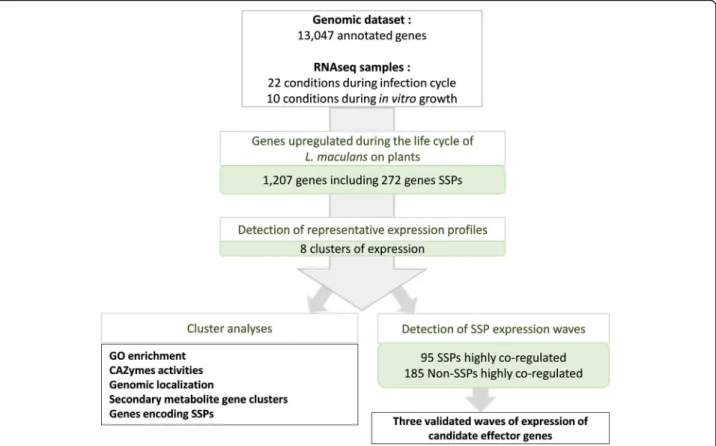 Fig. 3 Pipeline used to describe Leptosphaeria maculans genes overexpressed in at least one condition in planta