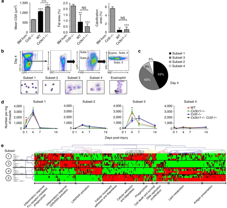 Figure 2 | CCL2 but not CX3CR1 deﬁciency affects macrophage recruitment in muscle. (a) Analysis of muscle regeneration in chimeric Ccl2  / mice engrafted with bone marrow from Ccl2  / , WT and Cx3cr1  / mice, by measuring the mean regenerating myoﬁber CSA 