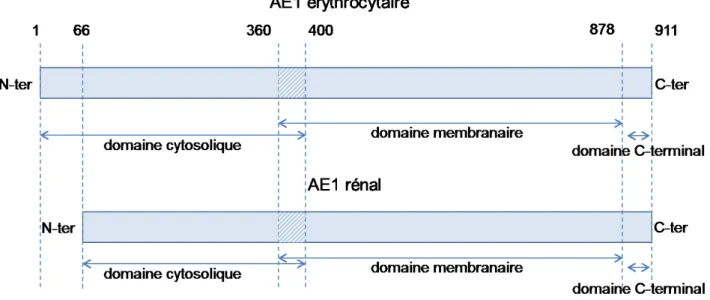 Figure 3 : Schéma illustrant les différences entre les versions érythrocytaire et rénale  l’AE1.