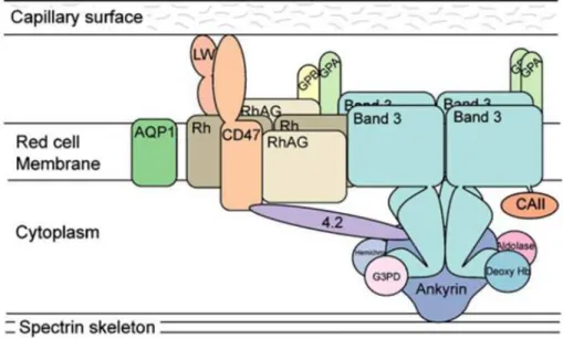 Figure tirée de « Molecular Biology of the Cell », 4 th  Edition, Figure 10-31. 