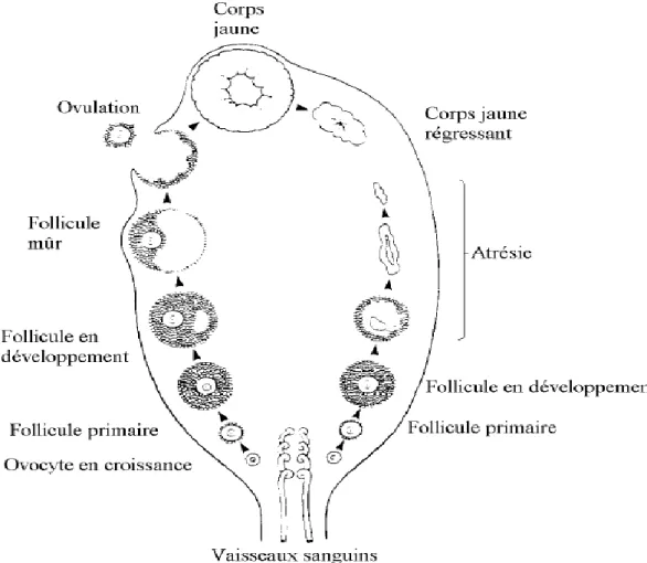 Figure 1 : Diagramme ovarien représentant les étapes du développement folliculaire  vers l’ovulation et le corps jaune ou l’atrésie (d’après PETERS et al., 1995)
