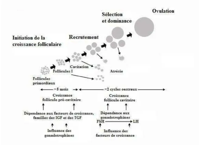 Figure 2 : Rôles relatifs des gonadotrophines et des facteurs de croissance au cours du  développement folliculaire (d’après WEBB, 1999)