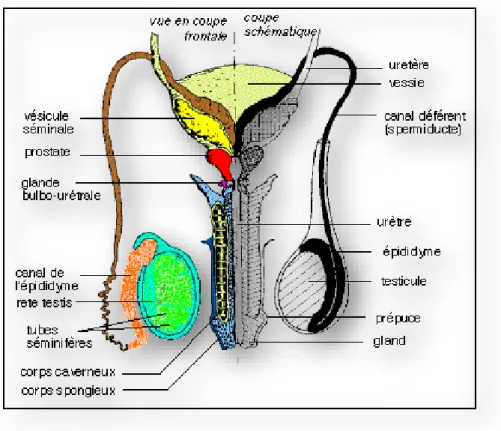 Figure 1 : Structure de l’appareil reproducteur chez l’homme. (D’après : http://pst.chez- http://pst.chez-alice.fr/svtiufm/vie.htm)