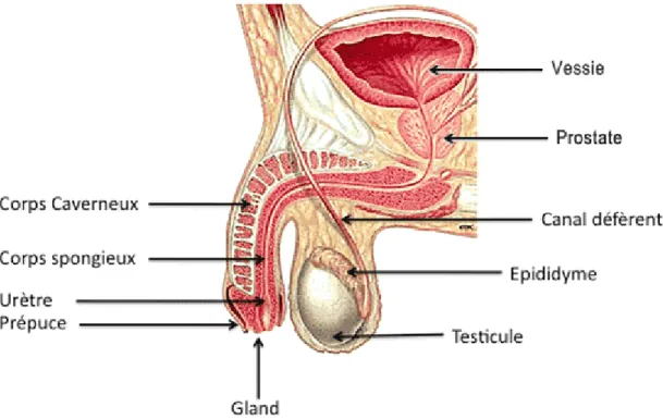 Figure 2 : Localisation de la prostate dans le carrefour uro-génital.  