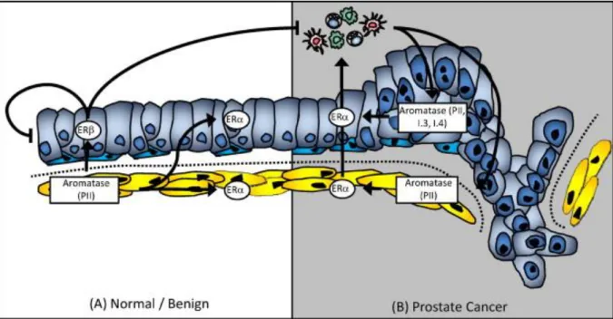 Figure 14 : Effets des récepteurs des œstrogènes et de l’aromatase dans la prostate normale et  pathologique