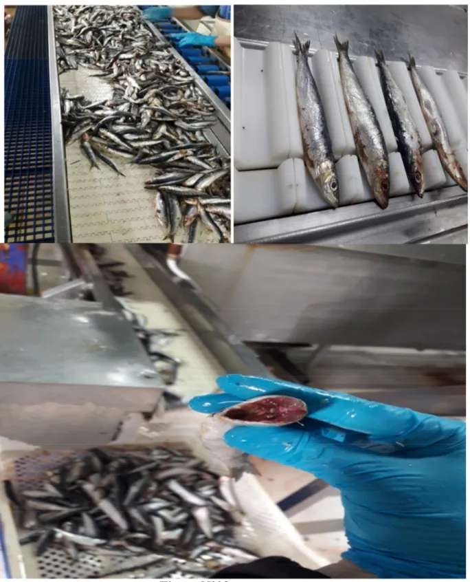 Figure N°08 :  Nettoyage des sardines 