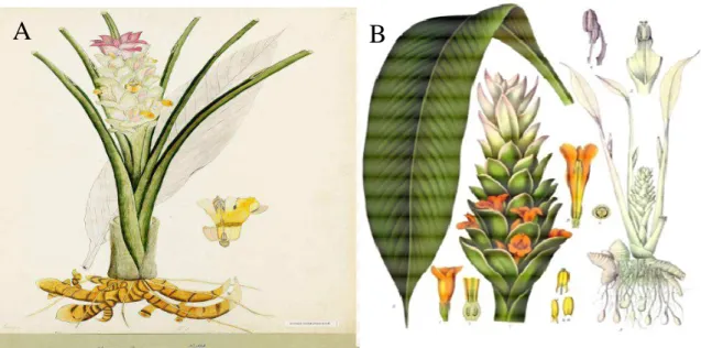 Figure  3 :  Dessin  représentant  la  plante  entière  (A)  et  les  différentes  parties  (B)                     de Curcuma longa (Hombourger, 2010)