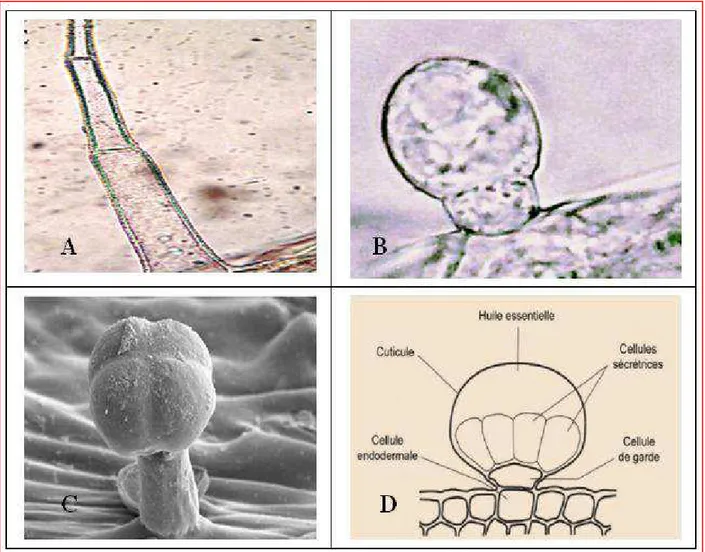 Figure 4 : Diversité des structures de sécrétion des huiles essentielles. (A) : poil sécréteur de  Mentha pulegium), (B) : trichome glandulaire de Mentha pulegium, (C) : trichome  glandulaire  de  Lippia  scaberrima  et  (D)  :  structure  de  trichome  gl