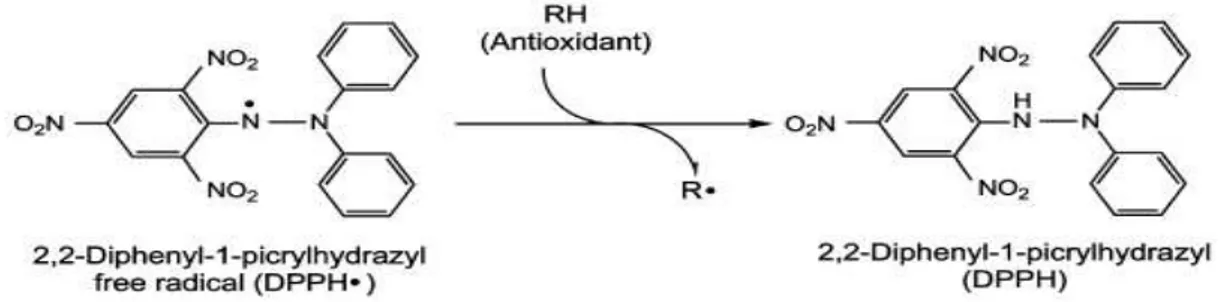 Figure  6 :  Réaction  entre  le  radical  DPPH •   et  l’antioxydant  pour  former  le  DPPH  stable  (Moon &amp; Shibamoto, 2009)