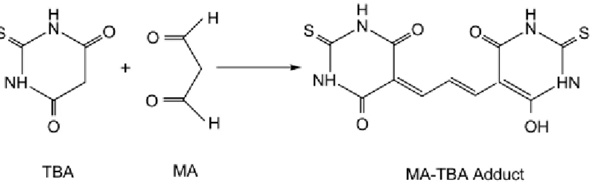 Figure 9 : Formation du chromophore Acide thiobarbiturique - Malondialdéhyde              (Moon &amp; Shibamoto, 2009).