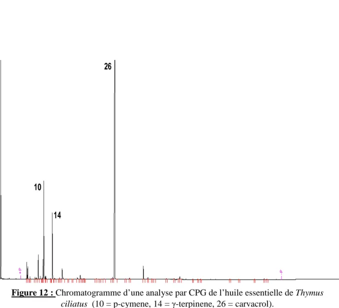 Figure 12 : Chromatogramme d’une analyse par CPG de l’huile essentielle de Thymus  ciliatus  (10 = p-cymene, 14 = γ-terpinene, 26 = carvacrol)