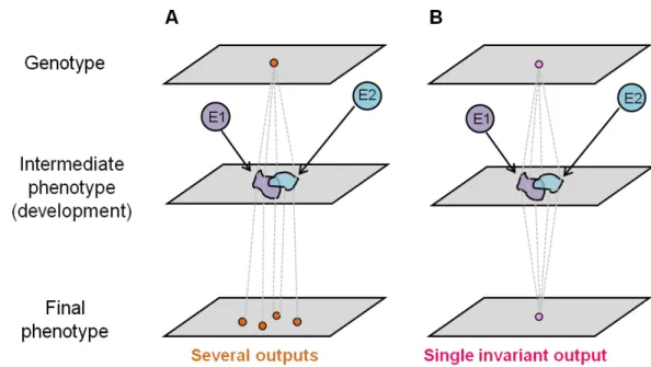 Figure  1.1.  Integration  of  the  environment  into  the  genotype-phenotype  map.  Two  different  genotypes and their response to two environments (E1 and E2) are represented in A and B