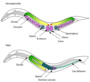 Figure  1.8.  Morphology  of  C.  elegans  hermaphrodites  and  males.  Schematic  drawing  of  anatomical  structures  left  lateral  side