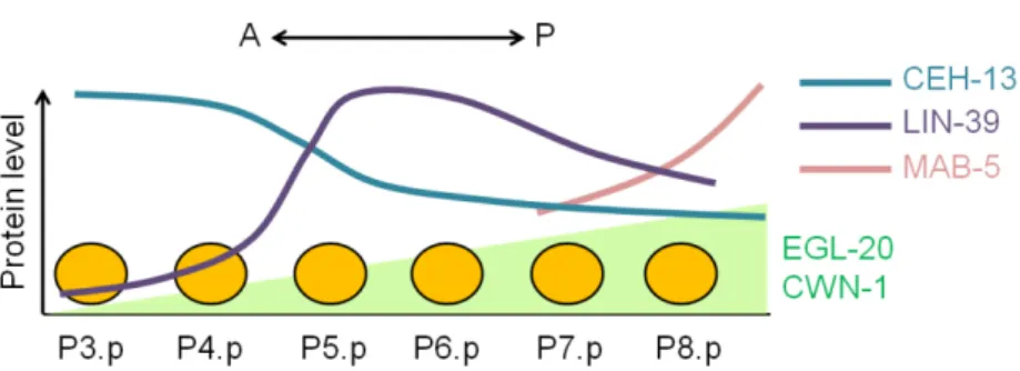 Figure 1.10. Regulation of VPC competence in C. elegans. In C. elegans, vulval precursor cells are  not  equally  sensitive  to  the  inductive  signal