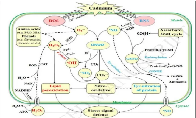 Figure 01. Effets du cadmium dans la génération de ROS et RNS (Liu and Yang, 2017)  3.2.1