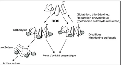 Figure 09. Les mécanismes d'oxydation et de réparation des protéines  (Bailly et al, 2008) 