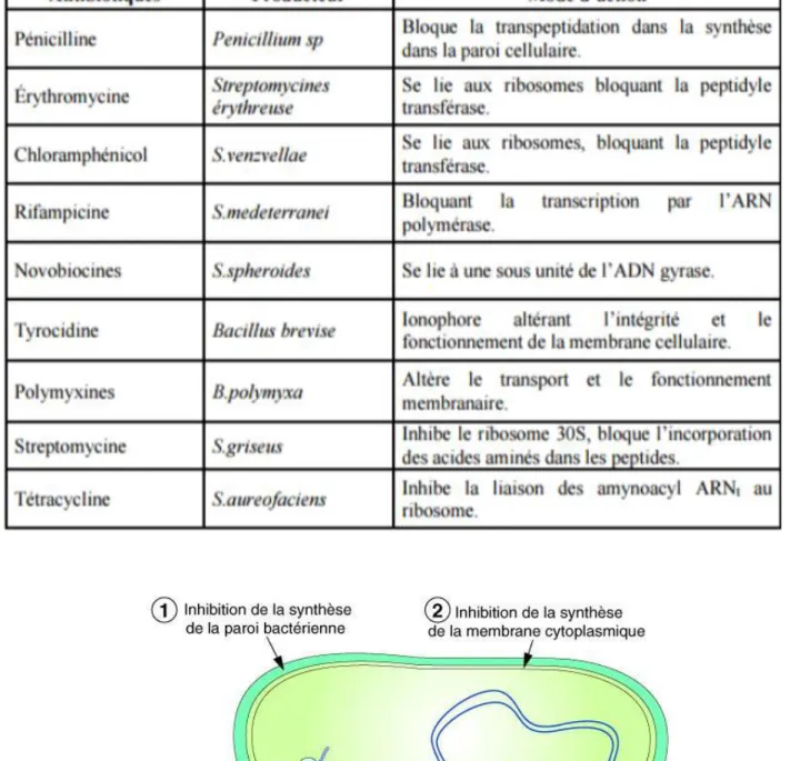 Tableau 2: organisme producteur et mode d’action des divers antibiotiques  (JEROME ,2004) 