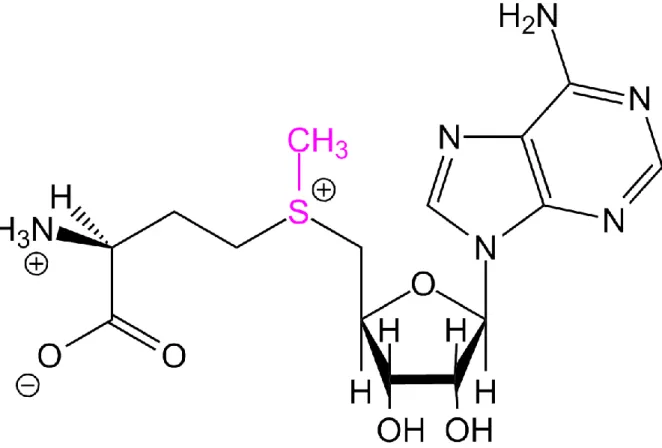 Figure 02 : Formule de la S-adénosylméthionine
