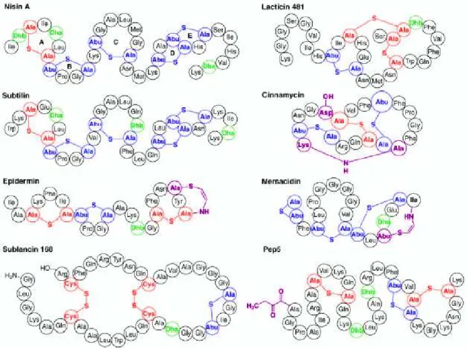 Figure 1 : Structure représentative de variétés de Lantibiotiques (Patton et al., 2005)