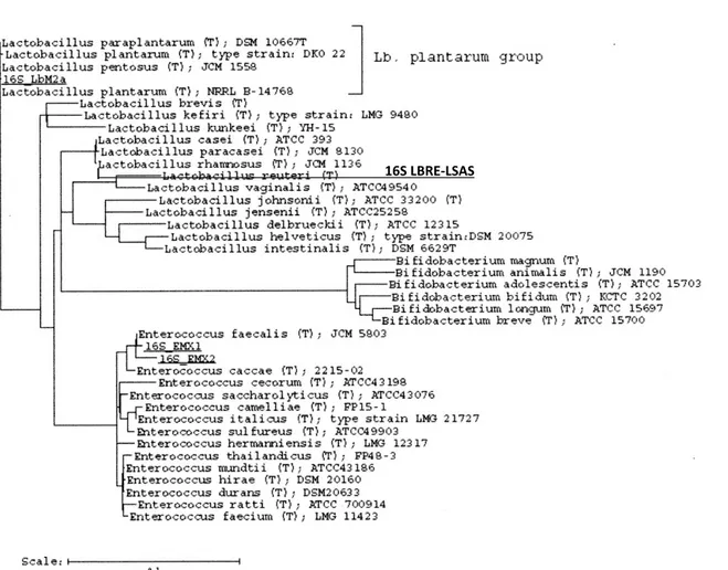 Figure  11:  Amplification  ADNr  16S  réalisée  avec  l'ADN  génomique  à  partir  de  (1)  Enterococcus  EMX1,  (2)  Enterococcus  EMX2,  (3)  LbM2a  et  (4)  LBRE-LSAS,  en  utilisant  les  paires  d'amorces  SP0  /  SP6  et  plb  16s  /  mLb  16s,  un 