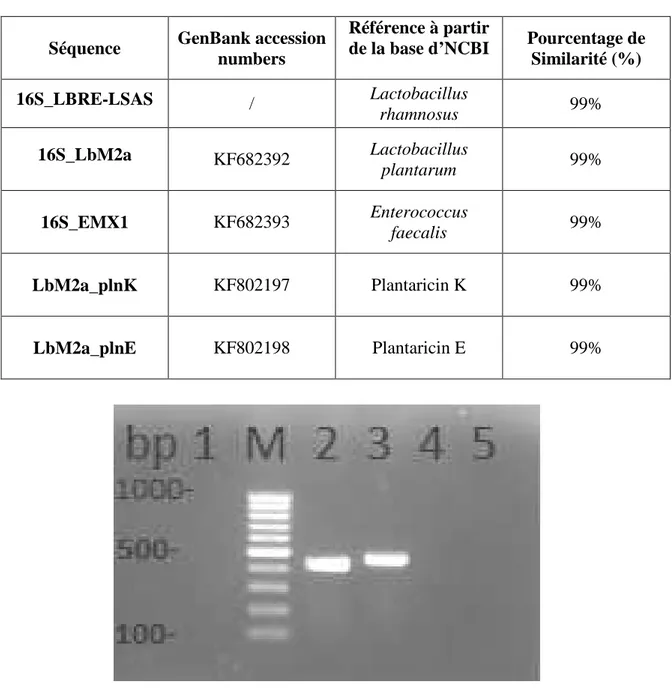 Figure  12:  Amplification  PCR  de  l’ADN  génomique    de  la  souche  LbM2a  en  utilisant  des  paires de primers spécifiques de la  sakacine P (Ligne 1), plantaricine EF (Ligne  2),  plantaricine  K  (Ligne  3),  plantaricine  J  (Ligne  4)  et  l’ent