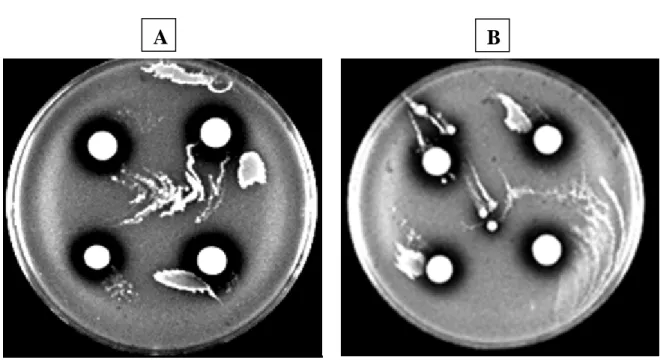 Figure 13: Zones d’inhibition obtenues par la technique SPAT de la souche LbM2a (A) et de          la souche LBRE-LSAS  (B) vis-à-vis de Micrococcus luteus ATCC 10420