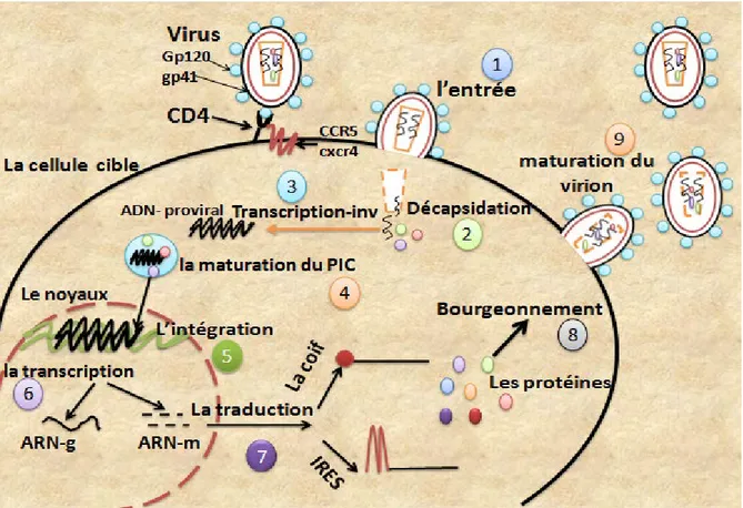Figure 4: Etapes du cycle de réplication du VIH  