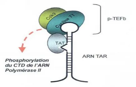 Figure 8: Rôle de la protéine TAT(Vitte, 2006). 