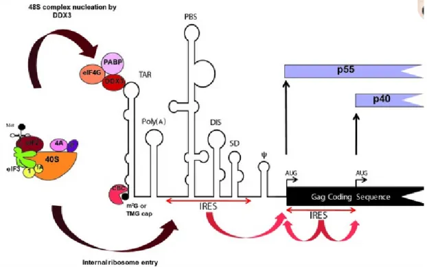 Figure 10: la structure des ARNm du VIH-1(Ohlmann, 2014). 