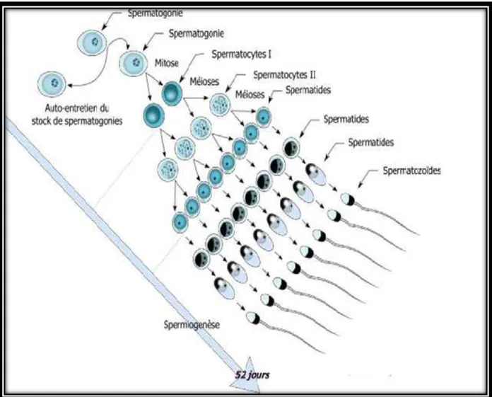 Figure 2 : Les différentes étapes de la spermatogenèse chez le bouc (Thibault et Levasseur,  2001)