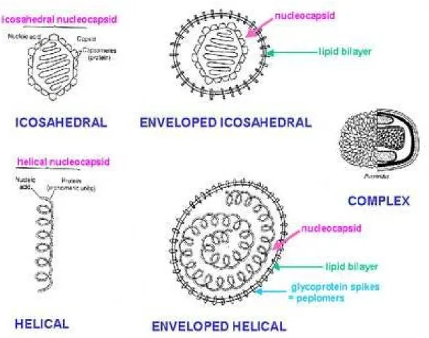 Figure 04 : Les trois formes des nucléocapsides du virus. (BAKRI. 2013) 