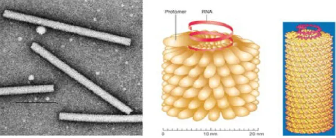 Figure 06 : Nucléocapside tubulaire. 