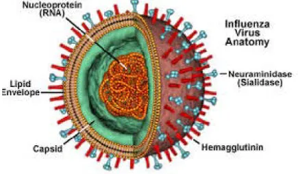 Figure 07 : Virus influenza. 