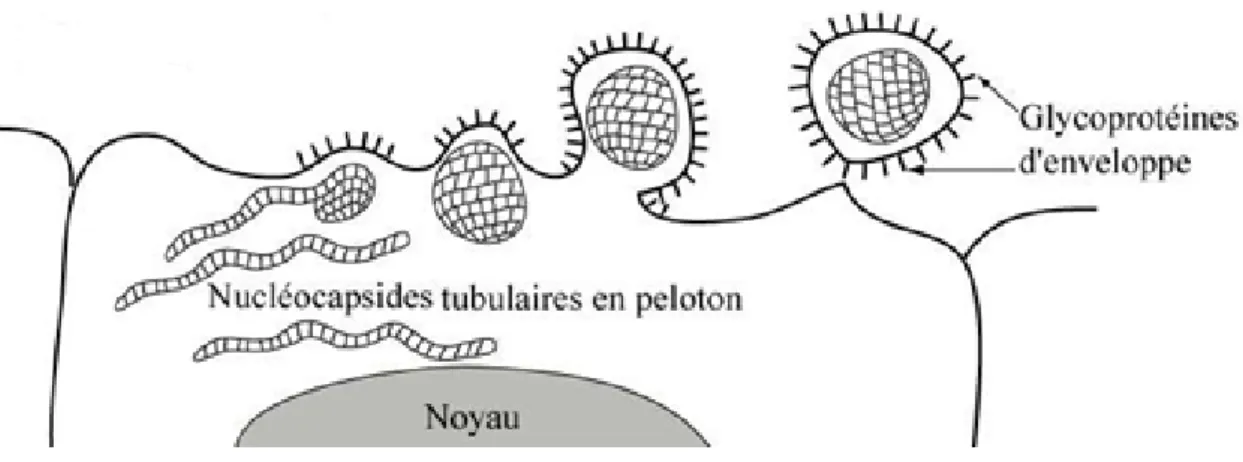 Figure 11 : Encapsidation et libération du virus de la grippe.  (ANONYME, 2017)