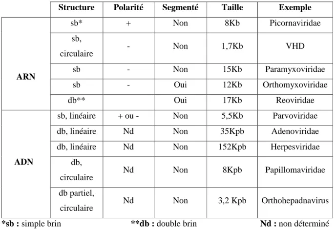 Tableau 03 : les différents types d’acides nucléiques viraux. 