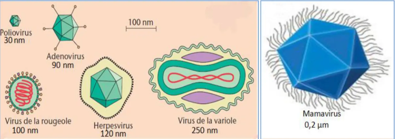 Figure 05 : Comparaison de taille entre différents types de virus. (HALLER, 2008) 