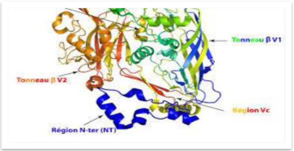 Figure 09 : Structure des protéines de la capside de l’adénovirus. 