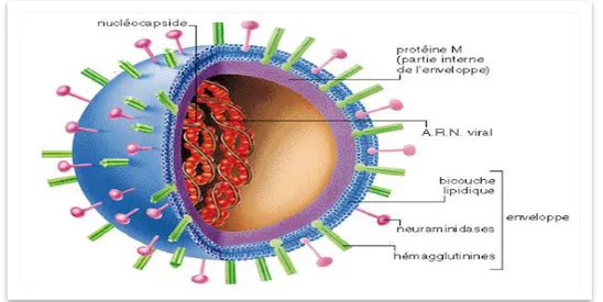 Figure 13 : Structure du virus influenza où les protéines d’enveloppe sont visibles. 
