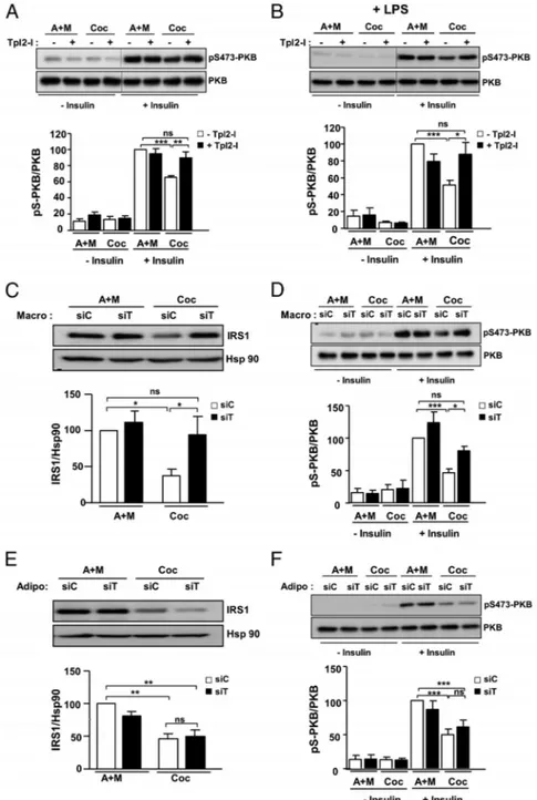 Figure 6. The pharmacological inhibition of Tpl2 or its silencing in macrophages prevents the desensitization of insulin signaling induced by the coculture