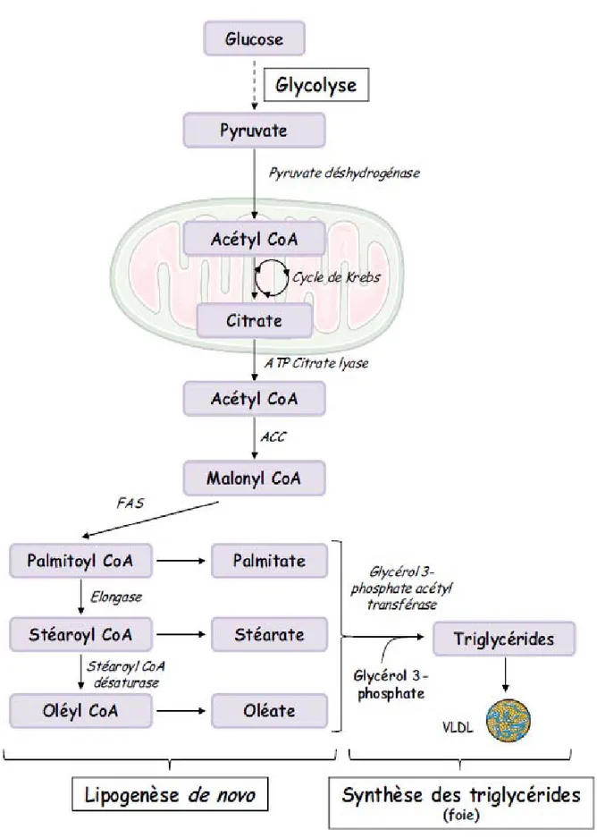 Figure 3 : Voie de la lipogénèse de novo